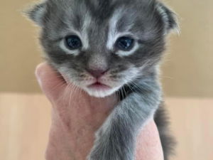 superbe chaton maine coon mâle blue blotched tabby Saint-Gilles Gard
