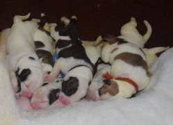 Trop choux bébés bouledogues américains