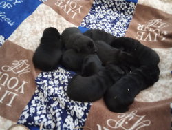 labrador