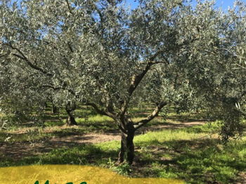 Une oliveraie, arbre non taillée