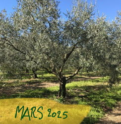 Une oliveraie, arbre non taillée