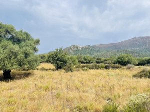 Annonce Vente terrain agricole 2000m&amp;sup2 Zilia Corse