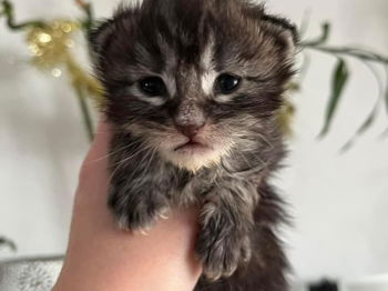 Chatons Maine coon mâle femelle black silver Mangonville Meurthe et Moselle