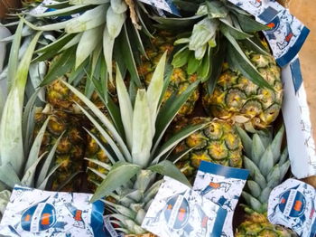 Annonce ANANAS DISPONIBLE BON PRIX N°1 Dakar Sénégal