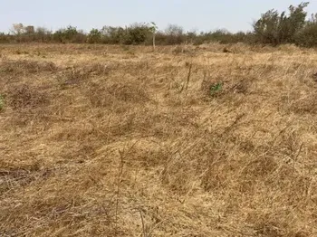 Vente des terrain sinthianne Saly Portudal Sénégal