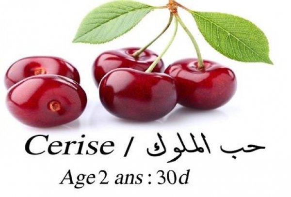 plante cerisier Tunis Tunisie