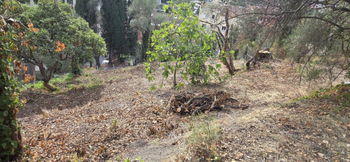 terrain