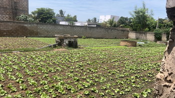 Terrain 555m2 à Saly