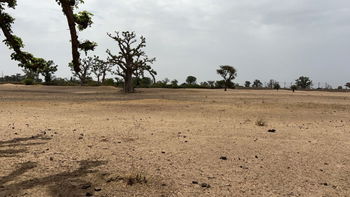 terrain agricole de 2 hectares et demi à vendre à Louly Sénégal