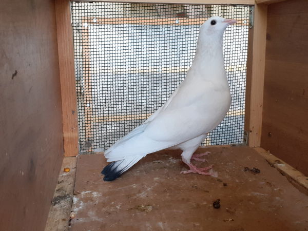 PIGEON BLANC A QUEUE NOIRE
