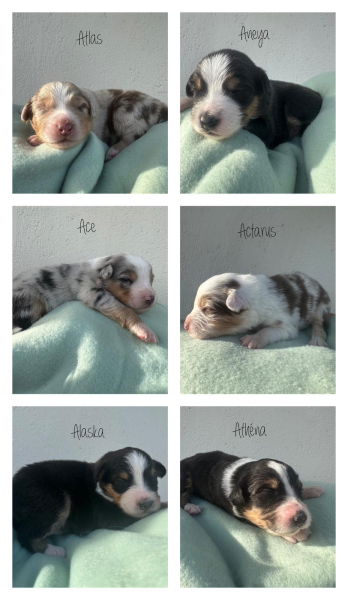 6 Chiots berger australien