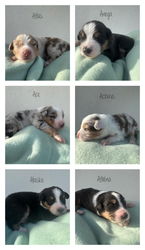 6 Chiots berger australien