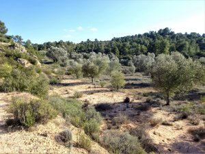 Vente terrain in maella aragon 0872 Saragosse Espagne
