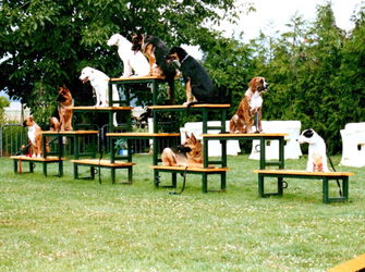 Dressage Education Canine Vayres-sur-Essonne