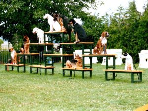 Dressage Education Canine Vayres-sur-Essonne