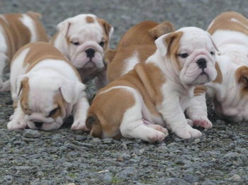 Annonce Magnifiques Chiots Bulldog Anglais pédigrée Namur Belgique