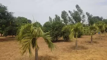 Vente Verger 15ha campement nguekhokh Thies Sénégal