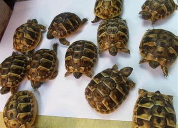 Annonce Tortues Hermann testudo hermanni Nantes Loire Atlantique