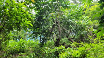 Vente TERRAIN AGRICOLE Ile Nosy Be Madagascar