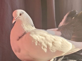 Maël
