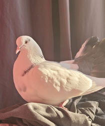Maël