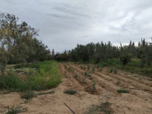 Vente Terrain Agricole Fertile Kalàa-Kébira Sousse Tunisie