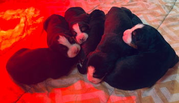 Magnifiques chiots bouvier bernois Namur Belgique