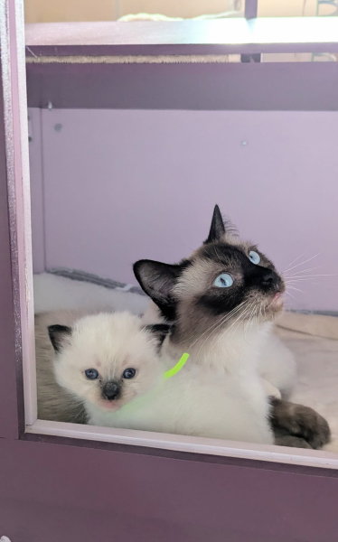 Les 3 chatons LOOF de Utah du domaine de Louvigny