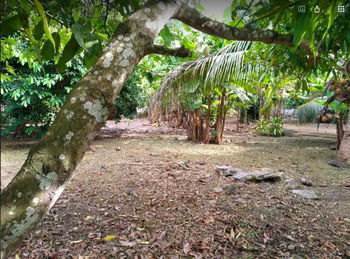 Terrain Constructible - Moorea -Temae - 800 m² - 22.000.000 F