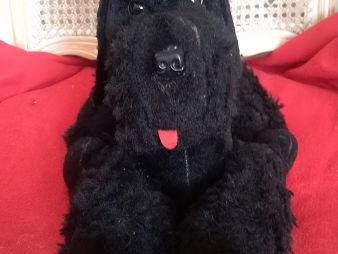 Peluche ancienne caniche noir années 60 Roquefort-les-Pins Alpes Maritimes