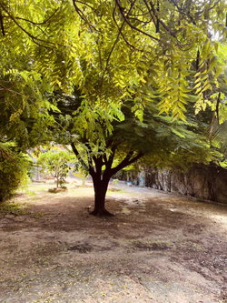 CÔTE JARDIN