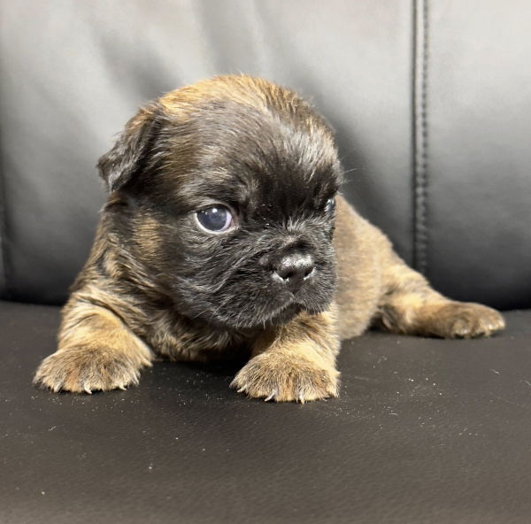 bouledogue francais fluffy disponible