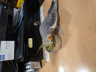 Rio qui mange
