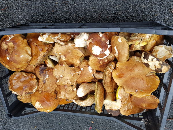 Gite en France location saisonnière à la semaine N° 110