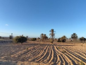 Vente 5000 m² vue mer Djerba Ghizen Tunisie