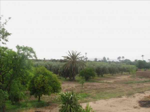 Vente terrain agricole titré 2 hectare Marrakech Maroc
