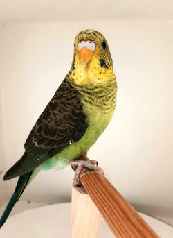 male blackwing bleu