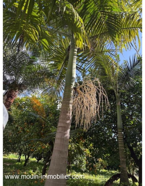 ferme a vendre à beni Khaled