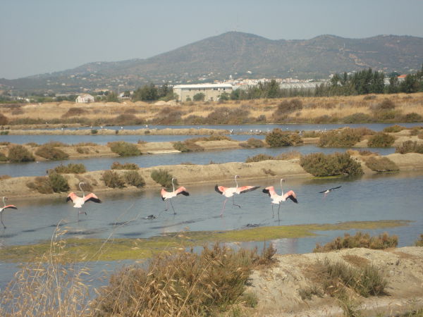 nature  proche