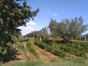 Vente Terrain agricole kondar Sousse Tunisie