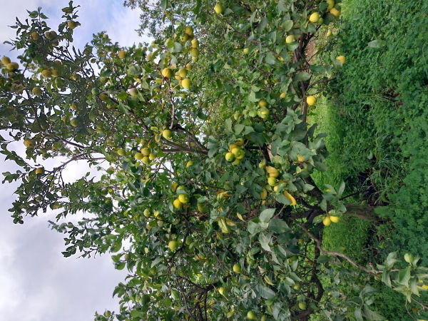 Citronnier 4 saisons