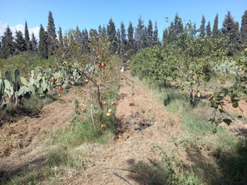 Vente Terrain montagne Nabeul Tunisie