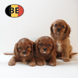 Cavalier Mâle