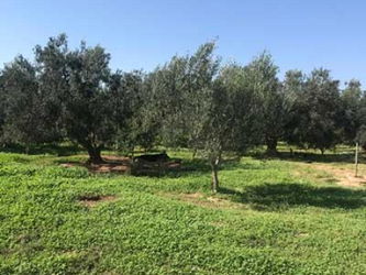 Vente FERME MALEK Entrée Enfidha Sousse Tunisie