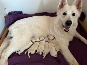 Romy et ses bébés
