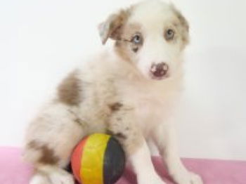 Annonce Chiots Border Collie différenbtes couleurs Bruxelles Belgique