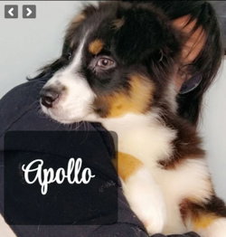 apollo