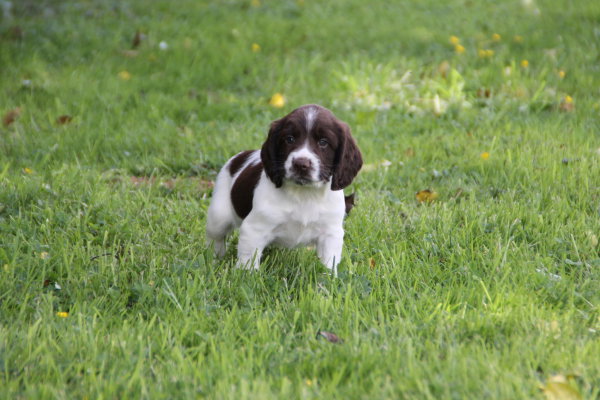 chiot 3
