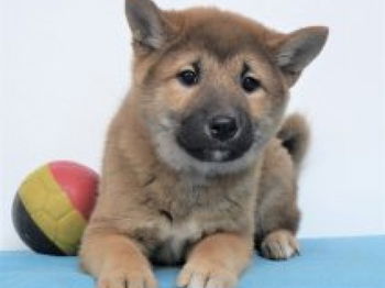 Splendides chiots Shiba Inu Bruxelles Belgique