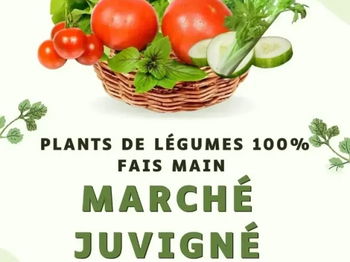 Annonce Vente pied légumes marché Juvigné Mayenne